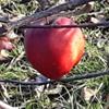 Apple: Udale