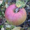 Apple: ADW Atkins