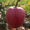 Apple: Alfred  Jolibois