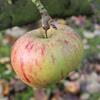 Apple: Altlander Pfannkuchenapfel