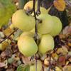Apple: Auralia
