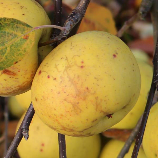 Apple: Auralia