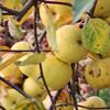 Apple: Auralia
