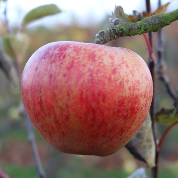 Apple: Autumn Pearmain