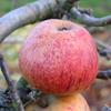 Apple: Autumn Pearmain