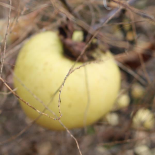 Apple: Barraude