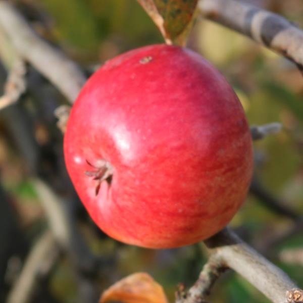 Apple: Barre