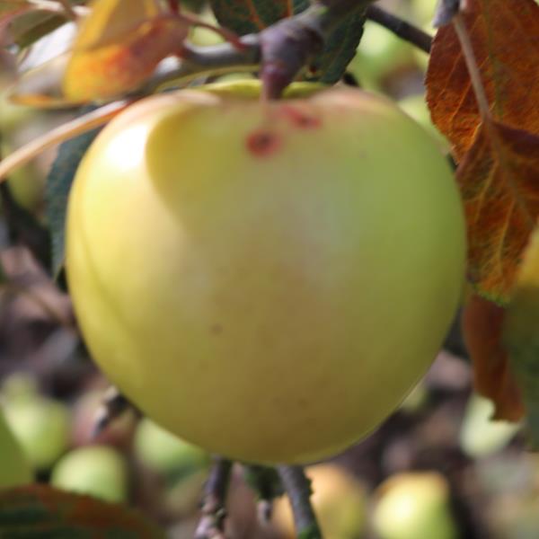 Apple: Bouet De Bonnetable