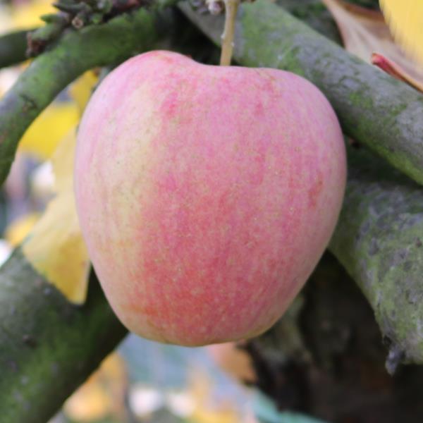 Apple: Brighton