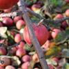 Apple: Cagarlaou