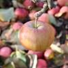 Apple: Cagarlaou