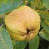 Apple: Calville Blanc Dhiver