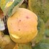Apple: Calville Blanc Dhiver