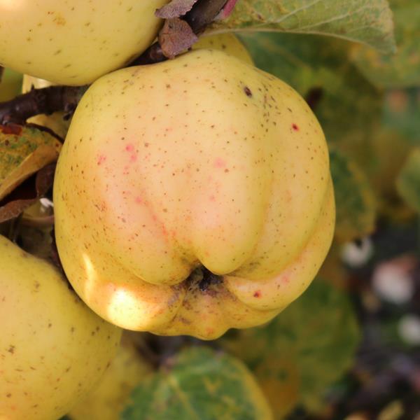 Apple: Calville Blanc Dhiver