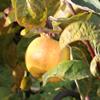Apple: Calville Blanc Dhiver