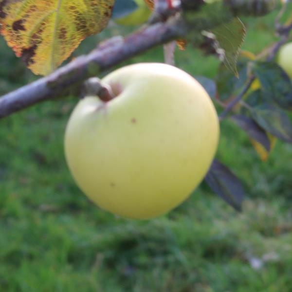 Apple: Canada Blanc De La Creuse