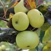 Apple: Canada Blanc De La Creuse