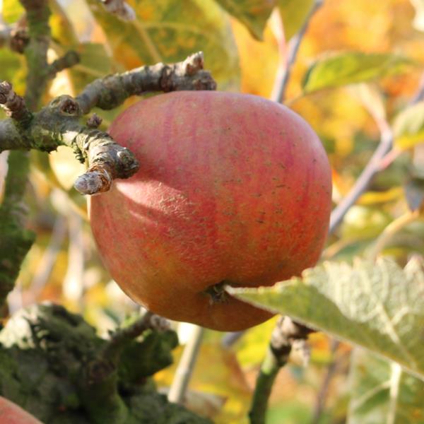 Apple: Carters Pearmain