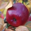 Apple: Chieftain
