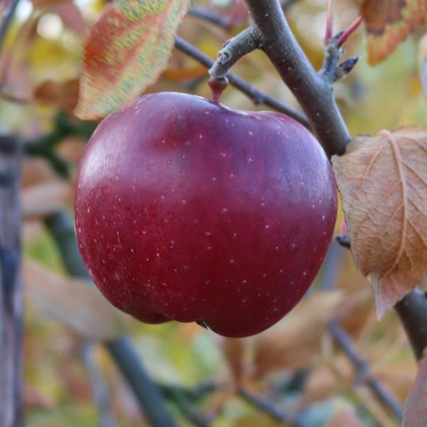 Apple: Chieftain