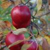 Apple: Chieftain