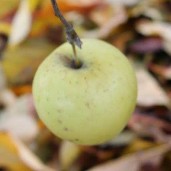 Apple: Clear Gold