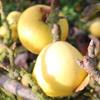 Apple: Cloden