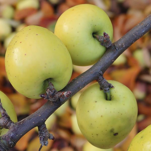 Apple: Cola Gelata
