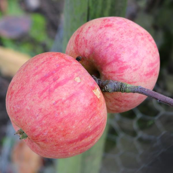 Apple: Collins