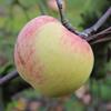 Apple: Collins