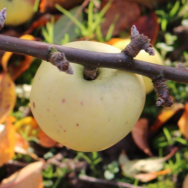 Apple: Coquette