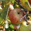 Apple: Dalice