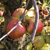 Apple: Dalice