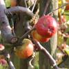 Apple: Dalice
