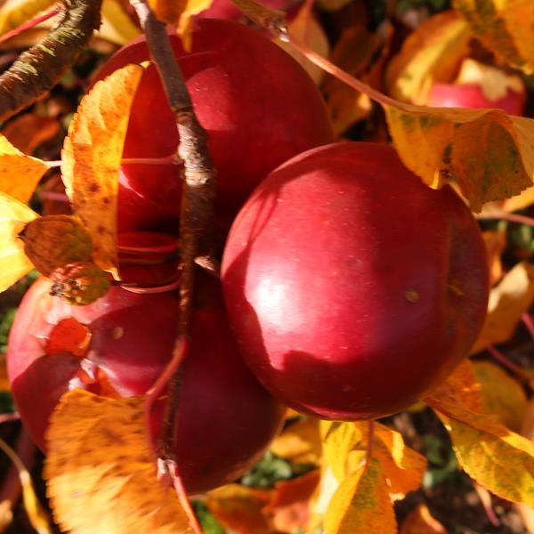 Apple: Daliest