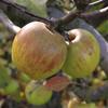 Apple: De lEstre
