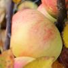 Apple: Durello