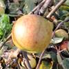 Apple: Easter Orange