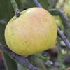 Apple: Edward VII