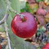 Apple: Elize