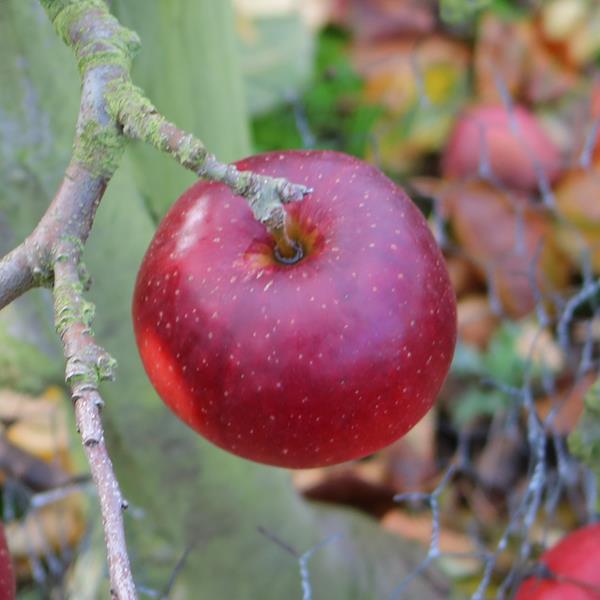 Apple: Elize
