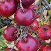 Apple: Elize