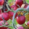Apple: Elize