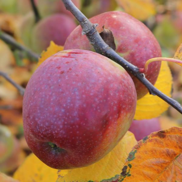 Apple: Extra Ordinaire