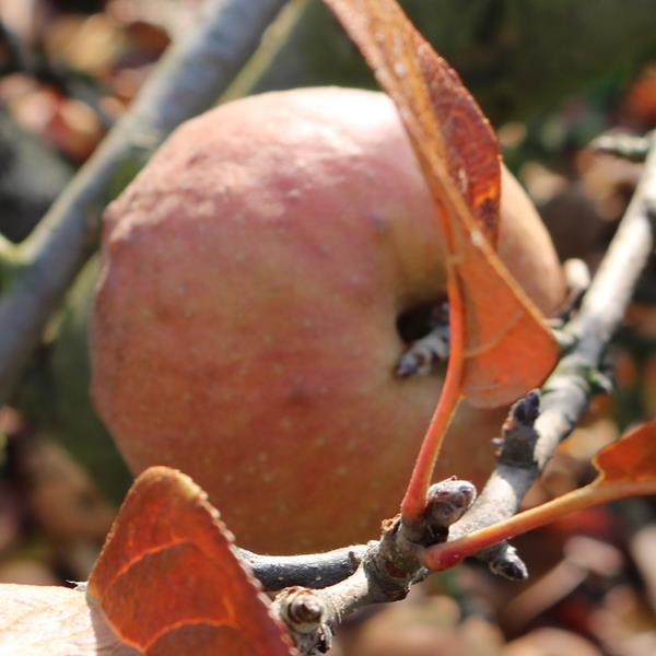 Apple: Fenouillet Rouge