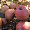 Apple: Fenouillet Rouge