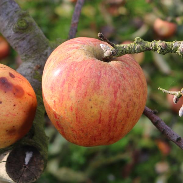 Apple: Finkenwerder Prinz