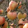 Apple: Finkenwerder Prinz