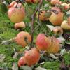 Apple: Finkenwerder Prinz