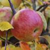 Apple: Fireside